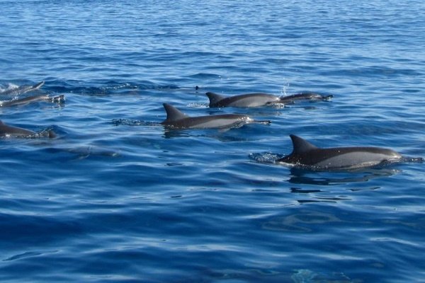 DOLPHINS & FISHING