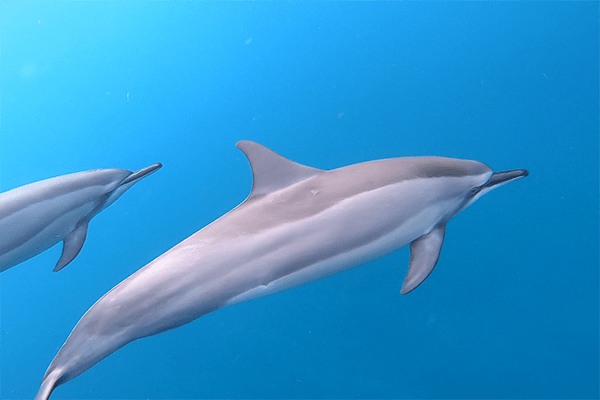 PRIVATE MORNING DOLPHINS EXPERIENCES