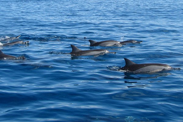 PRIVATE MORNING DOLPHINS EXPERIENCES