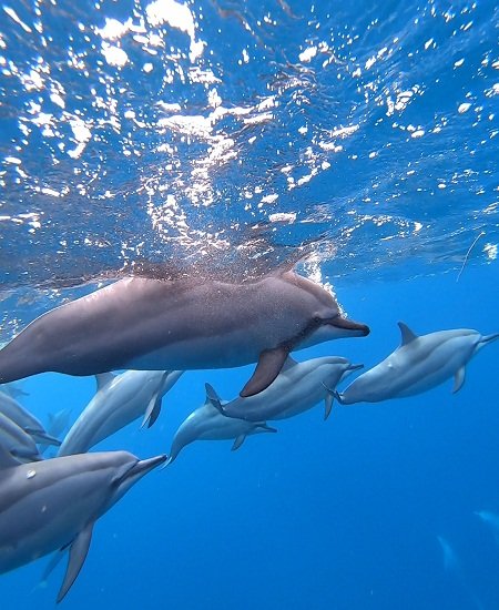 DOLPHINS & FISHING